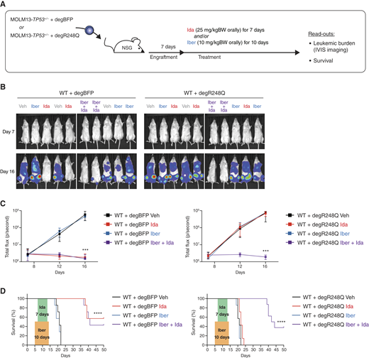 Therapeutic efficacy of lowering the increased R248Q:WT protein ratio in vivo. A, Experimental workflow for in vivo p53-targeted R248Q degradation xenograft assay. MOLM13 cells with WT TP53 with degradable BFP (degBFP) or R248Q (degR248Q) as well as GFP-luciferase were transplanted into sublethally irradiated NSG mice. After 5 to 7 days, treatment with vehicle (Veh), iberdomide (Iber), and/or idasanutlin (Ida) at the indicated concentrations was initiated and continued for 7 to 10 days, respectively. Leukemic burden was assessed by bioluminescent imaging 12 and 16 days after injection, and survival was monitored. B, Representative bioluminescent images of mice treated according to the experimental workflow depicted in A. C, Quantification of the bioluminescent signal (i.e., total flux per second) for each group of mice 12 and 16 days after sublethal irradiation and injection of MOLM13 cells with WT TP53 and degR248Q or degBFP and GFP-luciferase. Mice were treated as described in A (n = 7 animals per group). Symbols represent averages. Error bars, SD. ***, P ≤ 0.001, Mann–Whitney test. D, Survival analysis of NSG mice engrafted with MOLM13 cells with WT TP53 and degR248Q or degBFP and GFP-luciferase and treated as described in A (n = 7 animals per group). ****, P ≤ 0.0001, Kaplan–Meier simple survival analysis.