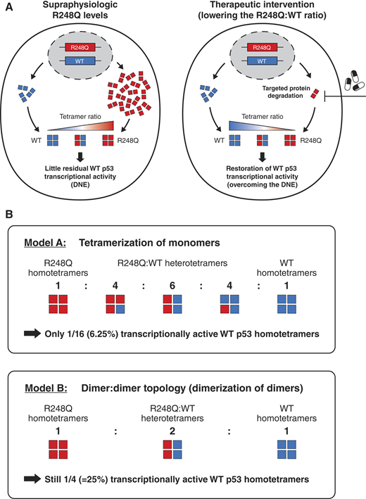 Proposed models for DNE exerted by R248Q on WT p53. A, Visual summary of the findings of the present study demonstrating that the increased R248Q:WT ratio is a critical determinant of the DNE of R248Q and a putative therapeutic target. B, Hypothetical model (model A, top) and proposed model (model B, bottom) for the oligomerization of R248Q and WT p53 monomers in cells with monoallelic TP53R248Q missense mutations based on the findings of the present study and refs. 11 and 12.