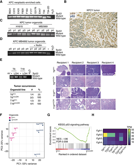 Analysis of matched organoid cultures reveals upregulation of Fgfr2 in preinvasive compared with invasive KPC cells. A, PCR-based genotyping of neoplastic-enriched cells from KPC tumors for assessing LOH of the wild-type Trp53 allele. Tumor “T34” organoids and a 2D line derived from the same T organoids were analyzed as controls. B, IHC staining for YFP (brown staining) and p53 (blue staining) in a KPCY tumor section. C, PCR-based genotyping for assessing the Trp53 status in neoplastic-enriched cells from KPC tumors after isolation (p0) and upon passaging as organoids (p1 to p4). D, PCR-based genotyping for assessing the Trp53 status in neoplastic-enriched cells from a KPC tumor after isolation (p0) and upon passaging as organoids (p1 to p4) in medium with or without Nutlin. +, positive PCR control. E, Tm/LOH organoids are more aggressive in vivo than Tm/+ organoids. The Trp53 status of the organoid lines transplanted was assessed by PCR-based genotyping. Table of primary tumor occurrences. Hematoxylin and eosin staining of tumors or pancreata (if no tumor was observed). Scale bars, 100 μm. F, Principal component (PC) analysis of RNA-seq data of T organoid pairs (n = 3). Samples are colored based on their group: Tm/+ organoids in pink and Tm/LOH organoids in blue. G, GSEA signature “KEGG p53 signaling pathway” is repressed in Tm/LOH compared with Tm/+ organoids. FDR, false discovery rate; KEGG, Kyoto Encyclopedia of Genes and Genomes; NES, normalized enrichment score. H,Fgfrs expression as transcripts per million (TPM) in Tm/+ and Tm/LOH organoids as determined by RNA-seq.