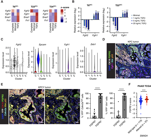 FGFR2 is repressed by TGFβ signaling. A, Heatmap of average z-score values of Fgfr2, Fgfr1, Snai1, and Fn1 expression as determined by RT-qPCR in Tm/+ organoids after growth in Complete organoid medium, Minimal medium, or Minimal medium supplemented with TGFβ (n = 3). B,Fgfr2 and Fgfr1 expression as determined by RT-qPCR in T6m/+ and T23m/+ organoids after growth in Minimal medium supplemented with different doses of TGFβ or vehicle (n = 3). The results show the mean ± SD. Unpaired Student t test. C, Violin plots showing the expression of Fgfr2, Epcam, Fgfr1, and Zeb1 in the different populations of KPC preinvasive and invasive cells (40). D, Representative RNA ISH of Fgfr1 (magenta), Vim (cyan) combined with IF for CK19 (white), FGFR2 (green), p53 (orange), and DAPI (blue) in tumors from KPC mice. Scale bar, 50 μm. E, Left, representative RNA ISH of Cdkn2a/ARF (cyan), Vim (yellow) combined with IF for YFP (white), CK19 (red), FGFR2 (green), p53 (orange), and DAPI (blue) conducted on tumors from KPCY mice (n = 5). Scale bar, 20 μm. Right, quantification of staining plotted as mean ± SD. Four images per mouse were quantified. Unpaired Student t test. F,FGFR2 z-score values in SMAD4 wild-type and altered PDAC samples (44). The results show the mean ± SD. Unpaired Student t test. *, P ≤ 0.05; **, P ≤ 0.01; ***, P ≤ 0.001; ****, P ≤ 0.0001. 