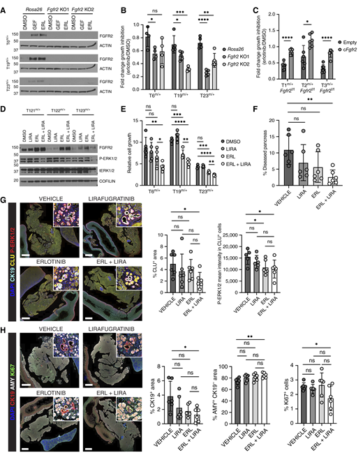 Dual FGFR2 and EGFR inhibition delays mutant KRAS-driven pancreatic tumorigenesis. A, FGFR2 protein expression in Tm/+ organoids knocked out for Fgfr2 or control Rosa26 treated with vehicle, gefitinib, or erlotinib as determined by Western blotting. Loading control, ACTIN. B, Fold change of growth inhibition upon erlotinib treatment of Tm/+ organoids knocked out for Fgfr2 or control Rosa26 (n = 5). The results show the mean ± SD. Unpaired Student t test. C, Fold change of growth inhibition upon erlotinib treatment of Tm/+Fgfr2f/f organoids expressing Fgfr2 cDNA or control (n = 6). The results show the mean ± SD. Unpaired Student t test. D, Protein expression analysis of Tm/+ organoids treated with vehicle, lirafugratinib, erlotinib, or the combination as determined by Western blotting. Loading control, COFILIN. E, Relative growth (day 4/day 1) of Tm/+ organoids treated with vehicle, erlotinib, lirafugratinib, or the combination (n = 5). The results show the mean ± SD. Unpaired Student t test. F, Quantification of the fraction of diseased pancreas in 2-month-old KC mice treated with cerulein for 2 days and the indicated inhibitors for 10 days (n = 6). The results show the mean ± SD. Unpaired Student t test. G and H, Left, representative IF for CK19 (cyan), CLU (yellow), phospho-ERK1/2 (red), and DAPI (blue; G) and for CK19 (red), amylase (AMY; white), Ki67 (green), and DAPI (blue; H) conducted on pancreatic samples from KC mice treated with cerulein for 2 days and the indicated inhibitors for 10 days (n = 6). Scale bar, 2 mm. Right, quantification of staining plotted as the mean ± SD. Unpaired Student t test. ERL, erlotinib; LIRA, lirafugratinib. ns, not significant; *, P ≤ 0.05; **, P ≤ 0.01; ***, P ≤ 0.001; ****, P ≤ 0.0001.