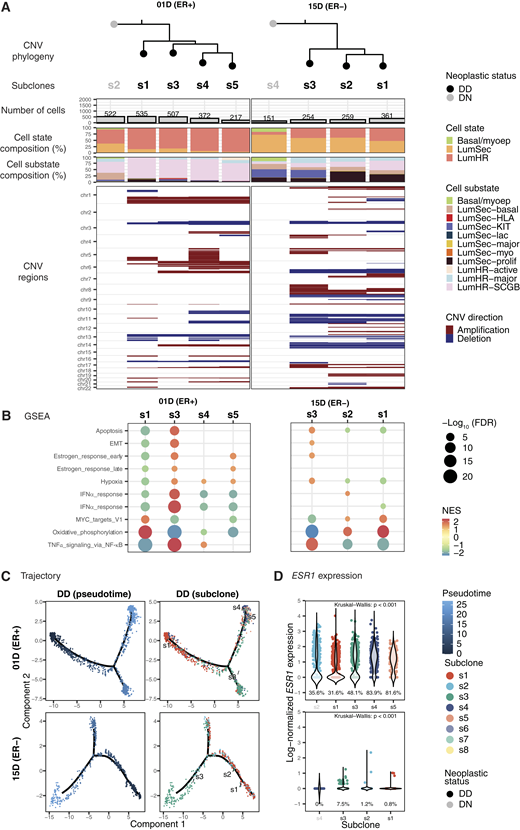 Heterogeneity of CNV profiles in DCIS. A, Phylogenetic trees constructed using inferred subclone CNVs show the relationship between subclones that were assigned neoplastic status classifications (DD vs. DN) as shown by tree tips and subclone label colors. The number of cells, cell type compositions (states and substates), and inferred CNV regions by subclone are shown in the bar charts and tile plots. B, GSEA results for a given DCIS subclone as compared with others in the same sample are shown. NES, normalized enrichment score. C, Subclone states overlayed onto trajectory maps. Cells in the left column are colored by pseudotime, in the right column are colored by subclone states. D, Log-normalized expression of ESR1 gene by subclone states. The percentages above the x-axis represent the percentage of cells expressing ESR1 (log-normalized expression greater than 0) in each subclone. Difference in ESR1 expression between DD subclones was tested using the Kruskal–Wallis test within each patient. 