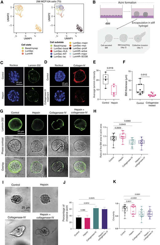The effects of degrading laminin and COL4 in mammary epithelial cells in a 3D in vitro culture model. A, UMAP embedding plots based on 298 untreated MCF10A cells, colored by the three major epithelial cell states (top) and the 11 epithelial cell substates (bottom). B, Diagram of experimental model of BM invasion of MCF10A acini. C, Confocal IF images of nuclei and laminin-332 in control and hepsin-treated acini. D, Confocal IF images of nuclei and COL4 in control and collagenase-treated acini. E, Average laminin intensity (arbitrary units) in control and hepsin-treated conditions. Each dot corresponds to an acinus (n ≥ 4 acini). F, Average COL4 thickness in control and collagenase-treated conditions. Each dot corresponds to an acinus (n ≥ 9 acini). G, Day 2 analysis of acini BM breaching in the top row. Laminin-332 IF used to measure the location of the BM. Phase-contrast images of acini on day 2 show the boundary of the acini in the middle row. These images are overlayed on the bottom row. H, Ratio of the BM area based on laminin stain to the acini area based on phase image. I, Phase-contrast images of treated and untreated acini on day 7. J, Percentage of invasive acini in control and treated conditions (n ≥ 2 different gels). K, Circularity of acini in control and treated conditions. Each dot corresponds to an acinus (n ≥ 18 acini). For E and F, two-sided t test with the Welch correction was used. For H, J and K, one-way ANOVA with the Dunnett correction was used.