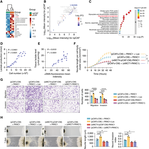 pCAF-derived lactate influences perineural invasion in pancreatic cancer. A and B, Heatmap scatter plot showing the relative abundance of metabolites between npCAFs and pCAFs groups. BH, Benjamini-Hochberg; FC, fold change. C, Pathway enrichment analysis indicating upregulated metabolic pathways in pCAFs. The size of the dots represents the number of metabolites involved, and the color indicates the adjusted P values. D, Correlation between cell number and lactate production in pCAFs. The R values and P values were determined by Pearson correlation analysis. E, Correlation between αSMA fluorescence intensity and lactate production in PDAC tissues, n = 20. The R values and P values were determined by Pearson correlation analysis. F, Neurite length within the Transwell system was quantitatively analyzed under the indicated treatment. PANC1 cells under CM from pCAFs (pCAFs-CM) alone, or pCAFs with siMCT1 treatment (siMCT4-pCAFs-CM) or tumor cell culture medium with lactate supplementation or PANC1 with MCT1 depletion. Phase contrast images of neuronal cells were captured at 4-hour intervals (n = 5 independent experiments; one-way ANOVA test; data are shown as the means ± SD). G, Representative image (left) and quantitative analysis (right) of PANC1 cell migration and invasion in the Transwell system with the indicated treatment. Scale bar, 200 μm. n = 3 independent experiments; one-way ANOVA test; data are shown as the means ± SD. H, Neuroinvasive capacity of PANC1 cells following the specified treatment. Scale bar, 500 μm. n = 3 independent experiments; one-way ANOVA test; data are shown as the means ± SD. *, P < 0.05; ***, P < 0.001; ****, P < 0.0001. 