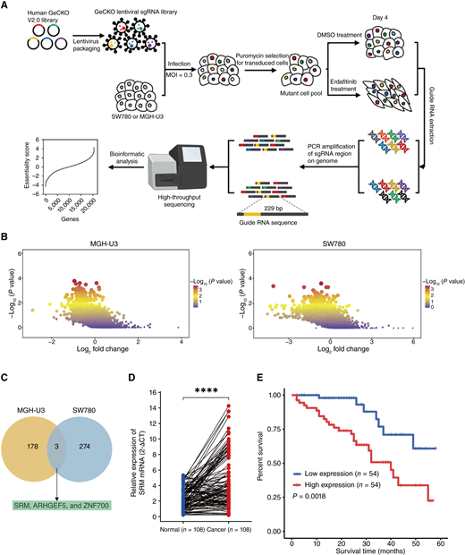 Genome-wide CRISPR/Cas9 screens identify erdafitinib SL gene. A, Schematic showing CRISPR/Cas9 screening strategy. MOI, multiplicity of infection. B, Volcano plots showing results of genome-wide CRISPR/Cas9 negative screen. C, Shared and unique SL genes were identified (P < 0.05, log2-fold change < −0.5 and good sgRNA ≥5) in negative screen analysis. D, qRT-PCR assay showed the relative levels of SRM in human bladder cancer tissues compared with their adjacent normal tissues (n = 108). E, Kaplan–Meier curves of overall survival in patients with bladder cancer (n = 108) with low versus high expression of SRM. Patients were grouped by the median SRM expression (P = 0.0018, log-rank test). Data are presented as the means ± SD from three independent experiments. ****, P < 0.0001 (Student t test). 