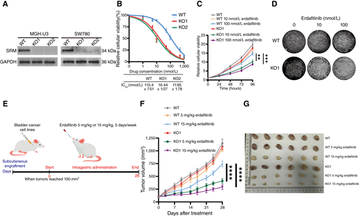 SRM depletion enhances erdafitinib efficacy in vitro and in vivo. A, The efficiency of SRM KO in MGH-U3 and SW780 cells was detected by Western blotting. GAPDH was used as an internal control. B, IC50 curves of erdafitinib in WT or SRM KO MGH-U3 cells. C, Cell Counting Kit-8 assay revealed the cell viability of WT and SRM KO MGH-U3 cells treated with erdafitinib (10 or 100 nmol/L) or DMSO. D, Colony formation assay in the indicated MGH-U3 cells treated with DMSO or erdafitinib (10 or 100 nmol/L). E, Schematic diagram of the in vivo model assay performed by injecting WT or SRM KO MGH-U3 cells in BALB/c nude mice. F and G,In vivo growth curve (F) and representative of xenograft tumors (G) formed by subcutaneous injection of WT and SRM KO MGH-U3 cells into the right flanks of nude mice treated with DMSO or erdafitinib (5 or 15 mg/kg; 5 × 106 cells per mouse; n = 6 for each group). Data are presented as the means ± SD from three independent experiments. **, P < 0.01; ***, P < 0.001; ****, P < 0.0001 (Student t test).