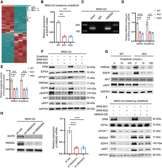 HMGA2 activates EGFR transcription. A, Heatmap depicted the differentially expressed genes between WT and SRM KO MGH-U3 cells treated with 100 nmol/L erdafitinib for 96 hours (P < 0.05, absolute log2-fold change >1). Each group contained three independent replicates, respectively. Scale bar, log2-fold change. B, The expression of EGFR was detected by qRT-PCR in WT and SRM KO MGH-U3 cells treated with 100 nmol/L erdafitinib for 96 hours. C, ChIP analysis of HMGA2 enrichment at the indicated regions of the EGFR promoter in MGH-U3 cells. D, HMGA2-specific ChIP followed by RT-qPCR showed binding of HMGA2 to the EGFR promoter in WT and SRM KO MGH-U3 cells treated with 100 nmol/L erdafitinib or DMSO for 96 hours. The relative binding of HMGA2 to the EGFR promoter was calculated by first determining the HMGA2/input ratio for each group and then normalizing the KO groups to the WT group for comparison. E, Luciferase activity of the EGFR promoter in WT and SRM KO MGH-U3 cells treated with 100 nmol/L erdafitinib or DMSO for 96 hours. F, Western blotting with the indicated antibodies in WT and SRM KO MGH-U3 cells treated with 100 nmol/L erdafitinib or DMSO for 96 hours. GAPDH was used as an internal control. G, Western blotting with the indicated antibodies in WT and SRM KO MGH-U3 cells treated with 10 or 100 nmol/L erdafitinib and DMSO for 96 hours. GAPDH was used as an internal control. H, The expression of HMGA2 was detected by qRT-PCR and Western blotting in MGH-U3 cells stably transfected with scramble, sh-HMGA2#1, or sh-HMGA2#2. GAPDH was used as an internal control. I, Western blotting with the indicated antibodies in WT and SRM KO MGH-U3 cells and those transfected with scramble or HMGA2. GAPDH was used as an internal control. Data are presented as the means ± SD from three independent experiments. **, P < 0.01; ***, P < 0.001 (Student t test).