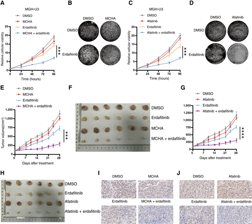 MCHA treatment is SL with erdafitinib in FGFR-mutant bladder cancer. A, Cell Counting Kit-8 assay revealed the cell viability of MGH-U3 cells treated with DMSO, 10 μmol/L MCHA, 100 nmol/L erdafitinib, or combined therapy for 96 hours. B, Colony formation assay in the indicated MGH-U3 cells treated with DMSO, 10 μmol/L MCHA, 100 nmol/L erdafitinib, or combined therapy. C, Cell Counting Kit-8 assay revealed the cell viability of MGH-U3 cells treated with DMSO, 100 nmol/L afatinib, 100 nmol/L erdafitinib, or combined therapy for 96 hours. D, Colony formation assay in the indicated MGH-U3 cells treated with DMSO, 100 nmol/L afatinib, 100 nmol/L erdafitinib, or combined therapy. E and F,In vivo growth curve (E) and representative of xenograft tumors (F) formed by subcutaneous injection of MGH-U3 cells into the right flanks of nude mice (5 × 106 cells per mouse; n = 6 for each group) treated with DMSO, 5 mg/kg MCHA, 15 mg/kg erdafitinib, or combinational treatment. G and H,In vivo growth curve (G) and representative of xenograft tumors (H) formed by subcutaneous injection of MGH-U3 cells into the right flanks of nude mice (5 × 106 cells per mouse; n = 6 for each group) treated with DMSO, 5 mg/kg afatinib, 15 mg/kg erdafitinib, or combinational treatment. I, IHC staining of Ki67 on WT MGH-U3 xenografts treated as in E. Scale bar, 50 μm. J, IHC staining of Ki67 on WT MGH-U3 xenografts treated as in G. Scale bar, 50 μm. Data are presented as the means ± SD from three independent experiments. ***, P < 0.001; ****, P < 0.0001 (Student t test).