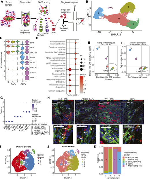 FAP+ mesenchymal subtypes populate the PDAC stroma and reflect mesenchymal heterogeneity of the healthy developing pancreas. A, Single-cell mRNA sequencing workflow depicting isolation and single-cell transcriptomics (droplet capture) of PDAC-derived DAPI−/CD45−/EPCAM−/CD31−/FAP+ cells. B, Unsupervised clustering of single cells for six cDNA libraries derived from five PDAC specimens visualized through UMAP. C, Stacked violin plots showing normalized gene expression levels of mesenchymal markers. D, GSEA showing enriched Hallmark, KEGG, and Reactome pathways in CAFs and CAPs. Selected pathways visualized in a dot plot. Size and color gradients represent FC and q values of enriched pathways, respectively. E and F, Scatter plots depicting mean subtype signature Z-scores from Wu and colleagues (E; ref. 19) and Elyada and colleagues (F; ref. 17). Each point represents a cluster as defined in B. G, Dot plot displaying DEG markers of CAF subtypes. The size of dots represents the percentage of cells in the cluster in which gene expression is detected, and the color represents scaled expression values. H, Representative immunofluorescence costaining of FAP and markers of CAF subpopulations (CD105, COL11A1, CRABP2, and PPP1R14A; red) in human PDAC (n = 5). Counterstain, DAPI (blue). Bottom, higher magnification illustrating costaining in cells (white arrows). The colors of markers are indicated above each image. I, Unsupervised clustering of mesenchymal cells derived from the normal developing pancreas from Olaniru and colleagues (27), visualized through UMAP. J, Same UMAP as in I colored by cell identity predicted through label transfer. K, Bar plots displaying proportion of predicted cell identity within de novo clusters. Colored by predicted cell identity. 