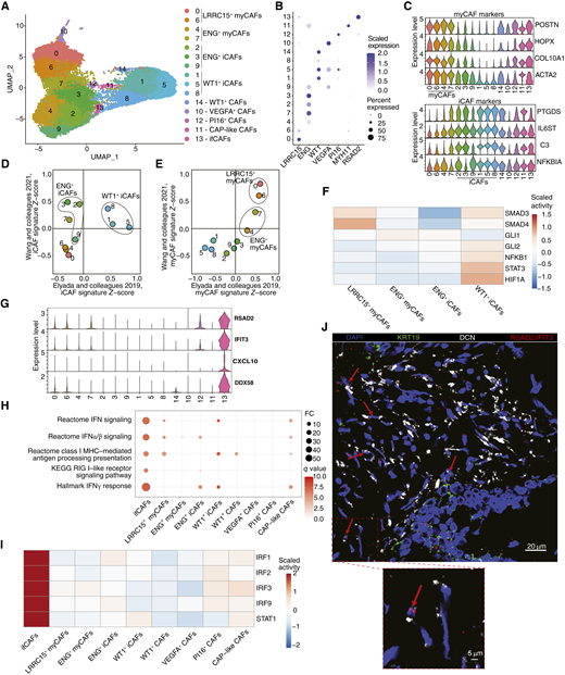Characterization of FAP+ CAF subtypes in PDAC. A, UMAP displaying iterative unsupervised clustering of CAFs (clusters 0, 1, and 2 from Fig. 1B). B, Dot plot displaying DEG markers of CAF subtypes. The size of dots represents the cell percentage in the cluster in which gene expression is detected. Color quantifies expression values. C, Stacked violin plots showing normalized gene expression levels of myCAF (top) and iCAF (bottom) markers. D and E, Scatter plots depicting mean gene signature Z-scores for iCAFs (D) and myCAFs (E) from Wu and colleagues (19) and Elyada and colleagues (17) in clusters. Each point represents a cluster. F, Heatmap of scaled activity scores for selected transcription factor activities in iCAF and myCAF subtypes. G, Stacked violin plots showing normalized gene expression levels of ifCAF markers. H, GSEA showing enriched Hallmark, KEGG, and Reactome pathways in ifCAFs. Selected pathways visualized in a dot plot, in which the size and color of dots represent the FC in pathway enrichment and q values, respectively. I, Heatmap of scaled expression levels for differentially active transcription factors in ifCAFs. J, Top, representative image of FISH staining of FFPE sections of human PDAC. Red arrows highlight cells coexpressing DCN and IFIT3/RSAD2. Bottom, magnification of region of interest within the section (red square). The color of markers on each image are indicated. 