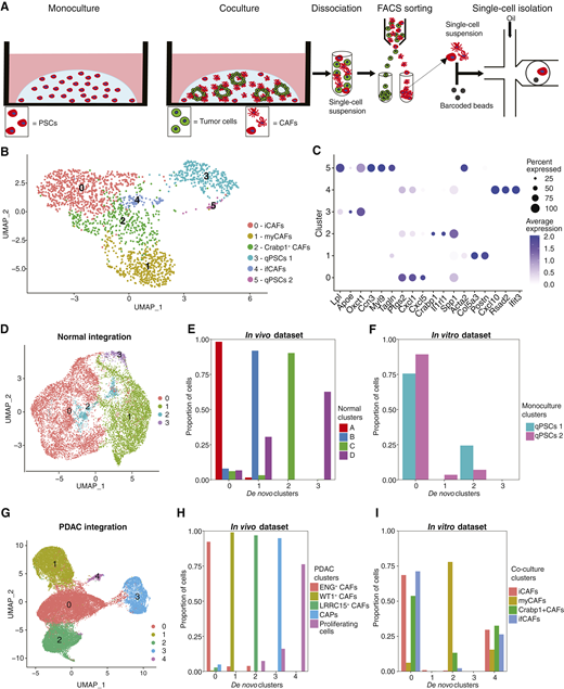 An in vitro murine coculture model system can recapitulate CAF heterogeneity observed in vivo. A, Workflow illustration for profiling PSCs in monoculture or coculture with tumor organoids. PSCs were isolated from monoculture or coculture using FACS before droplet-based scRNA-seq. B, Unsupervised clustering of FACS-sorted single cells for 11 cDNA libraries (two monoculture and nine coculture) derived from two PSC cell lines (PSC4 and PSC5) visualized through UMAP. C, Dot plot displaying DEG markers of PSC and CAF subtypes. The size of dots represents the percentage of cells in the cluster in which gene expression is detected. Color denotes scaled expression values. D, Unsupervised clustering of integrated scRNA-seq data from mesenchymal cells (normal pancreas) in vivo from Fig. 1H and qPSC clusters in vitro from B (clusters 3 and 5) visualized through UMAP. E and F, Bar plots quantifying proportion of cells from mesenchymal subpopulations (normal pancreas) in vivo (E) and qPSC subtypes from in vitro (F) in de novo clusters. G, Unsupervised clustering of integrated scRNA-seq data from FAP+ mesenchymal cells (PDAC) in vivo from Fig. 1B and cocultured CAF clusters in vitro from B (clusters 0, 1, 2, and 4) visualized through UMAP. H and I, Bar plots quantifying proportion of cells from mesenchymal subpopulations (PDAC) in vivo (H) and PSC-derived CAF subtypes from in vitro (I) in de novo clusters.