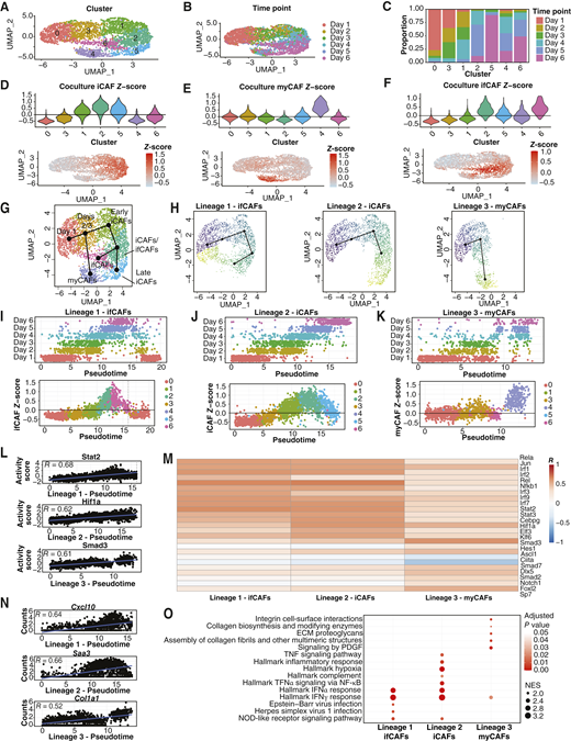 A time-course profiling CAF differentiation in vitro through scRNA-seq elucidates the dynamics of CAF subtype formation. A and B, Unsupervised clustering of FACS-sorted single cells for 13 cDNA libraries from 6 time points (PSC5 + mT3) visualized through UMAP. Cells colored by cluster (A) or time point (B). C, Bar plots displaying proportion of cells within clusters from time points. Colored by time point. D–F, Violin (top) and UMAP (bottom) plots depicting Z-scores of gene signatures of myCAFs (D), iCAFs (E), and ifCAFs (F) as defined in Fig. 3B. G, UMAP plot (A) showing trajectory of CAF differentiation in coculture inferred by Slingshot. H, UMAP plot (A) split by lineage and colored by pseudotime inferred by Slingshot. I–K, Top, scatter plots showing cell pseudotime values across time points for each lineage. Bottom, scatter plots showing cell pseudotime values against CAF subtype signature scores for each lineage. Dotted line in I indicates pseudotime cutoff for inclusion, see Materials and Methods. L, Scatter plots showing the top correlated transcription factor activities against pseudotime values for each lineage. M, Heatmap of the correlation between transcription factor activity and pseudotime values for the top 10 differentially correlated transcription factors in each lineage. Color scale indicates the Pearson product moment correlation coefficient. N, Scatter plots showing the top correlated gene normalized counts against pseudotime values for each lineage. O, GSEA showing enriched Hallmark, KEGG, and Reactome pathways in lineages. Selected pathways visualized in a dot plot, in which the size of dots represents the FC in pathway enrichment and the color displays the q values of the pathways. NES, normalized enrichment score.