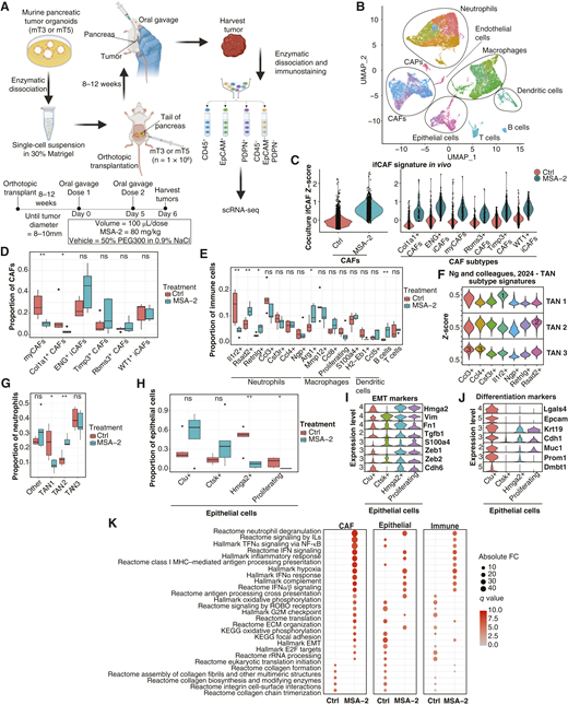 STING agonism reprograms the TME and suppresses invasive properties in a mouse model of PDAC. A, Schematic illustration of MSA-2 treatment in orthotopically transplanted tumors. Tumor organoid lines (mT3 or mT5) were injected into the tail of the pancreas in mice. Once the tumor had reached 8–10 mm (8–12 weeks), MSA-2 (80 mg/kg) or vehicle control was administered by oral gavage; two doses were given 5 days apart, and the tumor was harvested 6 days after the initial dose. Cell populations were isolated by FACS, pooled equally, and profiled with scRNA-seq. B, Unsupervised clustering of single cells for 11 cDNA libraries derived from 3 MSA-2–treated and 3 control PDAC specimens visualized through UMAP. C, Violin plots depicting Z-scores of gene signatures of ifCAFs as defined in Fig. 3B. D and E, Bar plots of CAF subtype (D) and immune subtype (E) proportions in control and MSA-2–treated tumors. F, Violin plots of TAN subtype signature Z-scores from Ng and colleagues (62). G, Bar plots showing TAN subtype proportions in control and MSA-2–treated tumors. H, Bar plots of epithelial subtype proportions in control and MSA-2–treated tumors. I–J, Stacked violin plots showing normalized gene expression levels of EMT-associated (I) and differentiation-associated (J) genes in epithelial clusters. K, GSEA showing enriched Hallmark, KEGG, and Reactome pathways in immune, CAF, and epithelial compartments between control and MSA-2–treated tumors. Selected pathways visualized in a dot plot, in which the size of dots represents the FC in pathway enrichment and the color displays q values of the pathways. Conditions are compared through the Wilcoxon rank-sum test (D, E, G, and H). ns, not significant; *, P < 0.05; **, P < 0.01. A, Created in BioRender. Dongre, M. (2025) https://BioRender.com/0ix9jah.