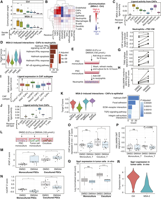 STING agonism in CAFs promotes TAN polarization and suppresses their prometastatic influence on tumor cells. A, Box plots showing communication weights, inferred using CellChat, of cell types in control (top) and MSA-2 (bottom)–treated tumors. B, Heatmap showing differences in communication weights between sender and receiver cell types in control and MSA-2–treated tumors (Ctrl – MSA-2). C, Activity scores, inferred using NicheNet, for MSA-2–induced ligands in CAFs and receiver cell types. D, MSA-2–induced CAF ligand targets in TANs, identified using NicheNet. Left, Z-score of target gene expression in TAN subtypes. Right, overrepresentation analysis of target genes. E, Schematic illustration of workflow. PSCs treated with DMSO (0.2%) or DMXAA (100 μmol/L) for 6 hours, thoroughly washed to remove drug, cultured in fresh media for 6 to 12 hours, CM harvested and added to bone marrow–derived primary neutrophils for 6 to 18 hours. RNA was extracted from neutrophils before RNA-seq. F–H,Z-Scores for gene signature expression in bone marrow–derived primary neutrophils exposed to CM from PSCs treated with DMSO or DMXAA (100 μmol/L). STING agonist induced CAF ligand targets in neutrophils defined in vivo (F), TAN two subtype signature (G), Hallmark IFN response signature (H). Points represent paired replicates, CM derived from PSC4 (n = 3) and PSC5 (n = 3). I, Box plots showing Z-scores of MSA-2–repressed ligand expression in CAFs between CAF subtypes. J, Activity scores, inferred using NicheNet, for MSA-2 repressed ligands in CAFs and receiver cell types. K, MSA-2–repressed CAF ligand targets in epithelial cells identified using NicheNet. Left, Z-score of target gene expression in epithelial clusters. Right, overrepresentation analysis of target genes. L, Schematic of experimental conditions. DMSO (0.2%) and DMXAA (100 µmol/L) added to PSC and tumor cell monocultures and cocultures before FACS isolation of cell types and bulk RNA-seq. M–P,Z-scores for gene signature expression in PSCs and tumor cells in monoculture and coculture treated with DMSO and DMXAA (100 µmol/L). M and N, ifCAF (M) and myCAF (N) signatures from Fig. 3. O, STING agonist repressed CAF ligand targets in epithelial cell defined in vivo (K). P, Hallmark EMT signature. Points represent paired replicates, monocultures PSC4 (n = 5), PSC5 (n = 6), mT3 (n = 6), mT4 (n = 6), and cocultures PSC4 + mT4 (n = 6) and PSC5 + mT3 (n = 6). Q, Box plots showing normalized expression of Spp1 in monocultured and cocultured tumor cells. R, Violin plots showing Spp1 expression in epithelial cells in orthotopically transplanted tumors in vivo. Samples are compared through paired Wilcoxon rank-sum tests (F–H and M–P) and the Wald test from the DESeq2 package (Q). ns, not significant; *, P < 0.05; **, P < 0.01; ***, P < 0.001; ****, P < 0.0001.