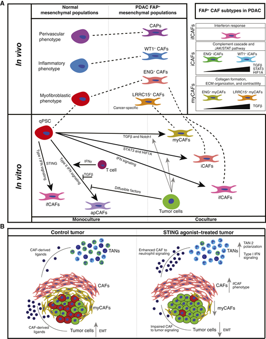 FAP+ mesenchymal cell heterogeneity in PDAC and regulation of CAF subtype formation. Schematic summary of findings. A, Top left, phenotypic similarities between mesenchymal subpopulations in the normal and PDAC stroma. Dotted lines show similar phenotypes as determined by integration. Top right, key phenotypic characteristics of iCAF, myCAF, and ifCAF subtypes. Bottom, summary of CAF subtype formation from PSCs in vitro. Arrows, differentiation paths with key regulators. Dotted lines depict similar phenotypes between in vitro and in vivo subpopulations as determined by integration. B, Effect of STING agonism on tumor cells, CAFs, and TANs.