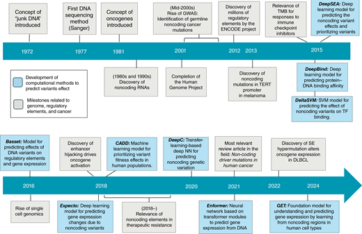 Timeline illustrating significant milestones in human genome research, highlighting key discoveries and projects related to the noncoding genome and regulatory elements (gray) and the main development of AI methods for investigating noncoding elements implicated in cancer (blue). DLBCL, diffuse large B-cell lymphoma; ENCODE, Encyclopedia of DNA Elements; NN, neural network; SVM, support vector machine; TMB, tumor mutational burden.