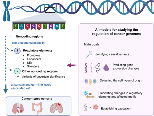 Illustrative scheme of the review’s approach. AI models for studying the regulation of cancer genomes. Left, illustration of how noncoding regions can be altered by mutations in two categories: (i) regulatory regions, with the most common being promoters, enhancers, SEs, and silencers, and (ii) other, less characterized noncoding regions, at both somatic and germline levels. Right, the potential applications of AI models for functionalizing noncoding cancer genomes. Key objectives include identifying causal variants, predicting gene expression changes, detecting cell types of origin, elucidating alterations in regulatory elements, and establishing causation. This approach highlights the pivotal role of AI in advancing the functional interpretation of noncoding mutations in cancer. Created in BioRender. Alvarez Torres, M. (2025) https://BioRender.com/8jsn4ih.
