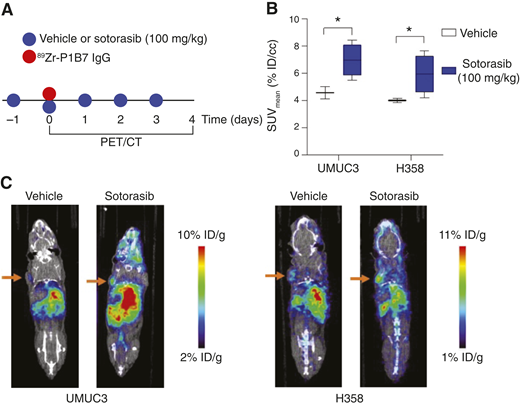 Therapeutic Targeting and Structural Characterization of a Sotorasib ...