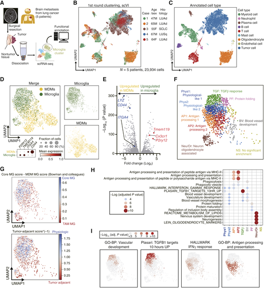 Microglia Display Heterogeneous Initial Responses to Disseminated Tumor ...