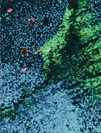 Cancer Research Cover Image for Volume 62, Issue 2