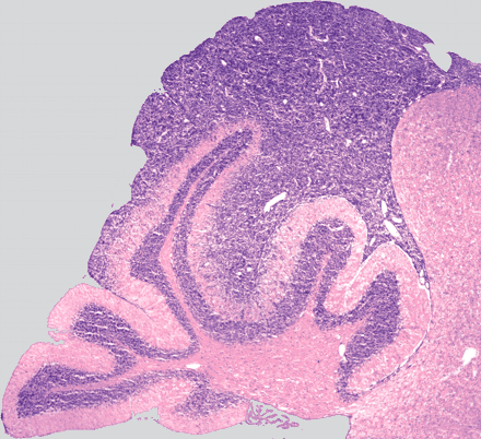 Issue cover image