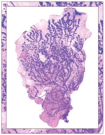 Issue cover image