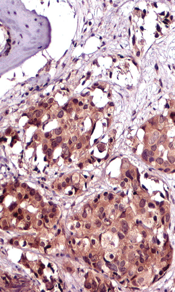 Issue cover image