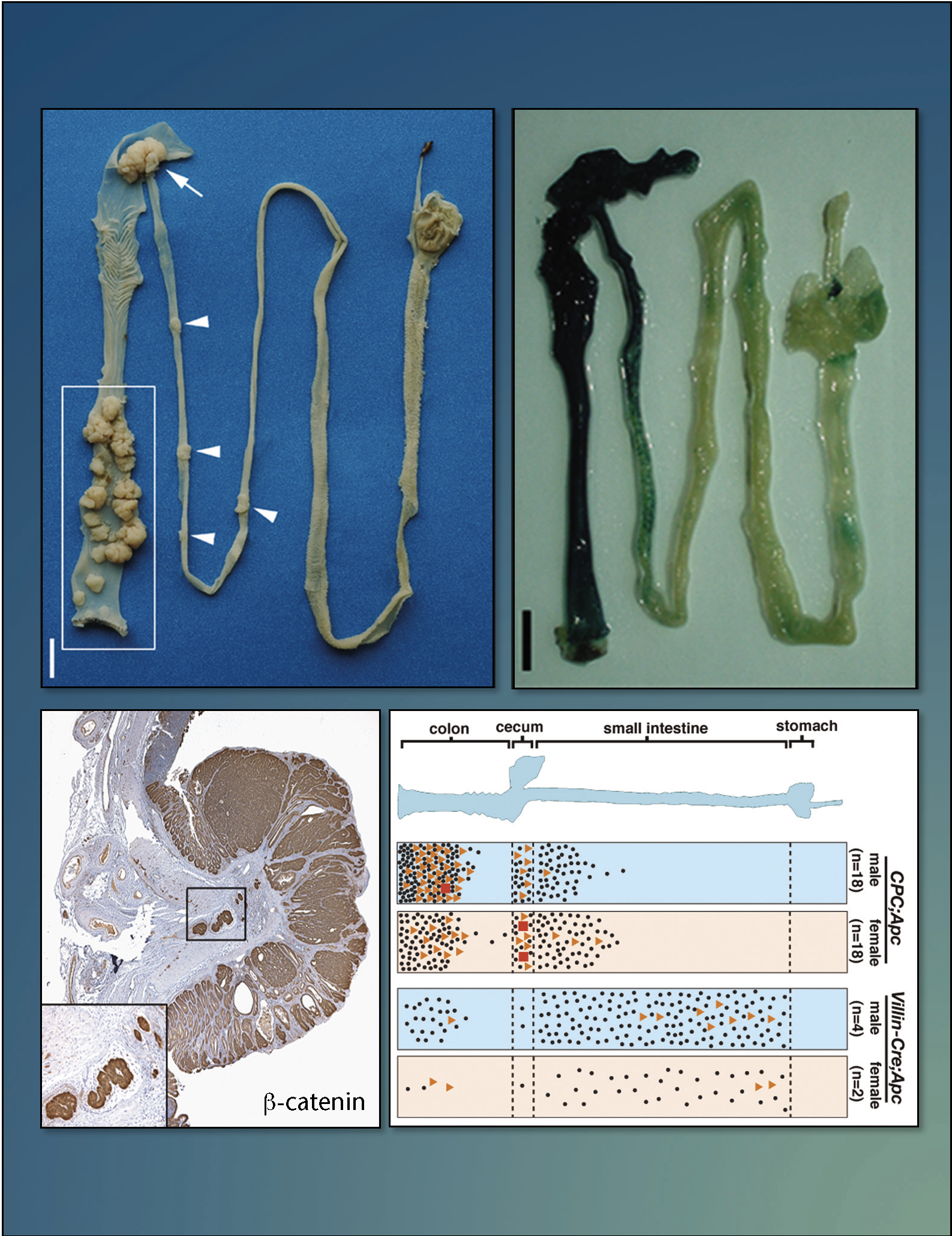 Issue cover image