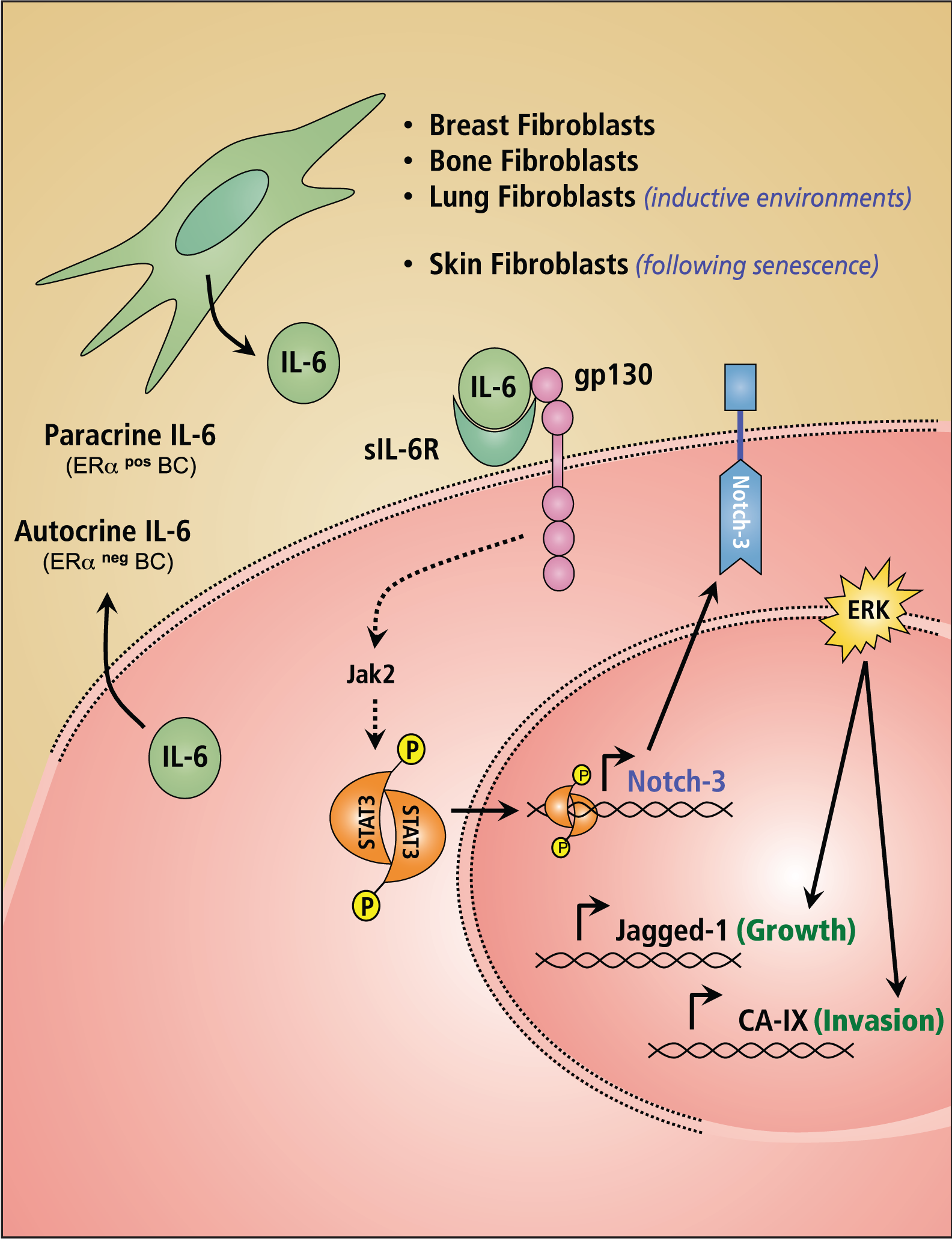 Issue cover image