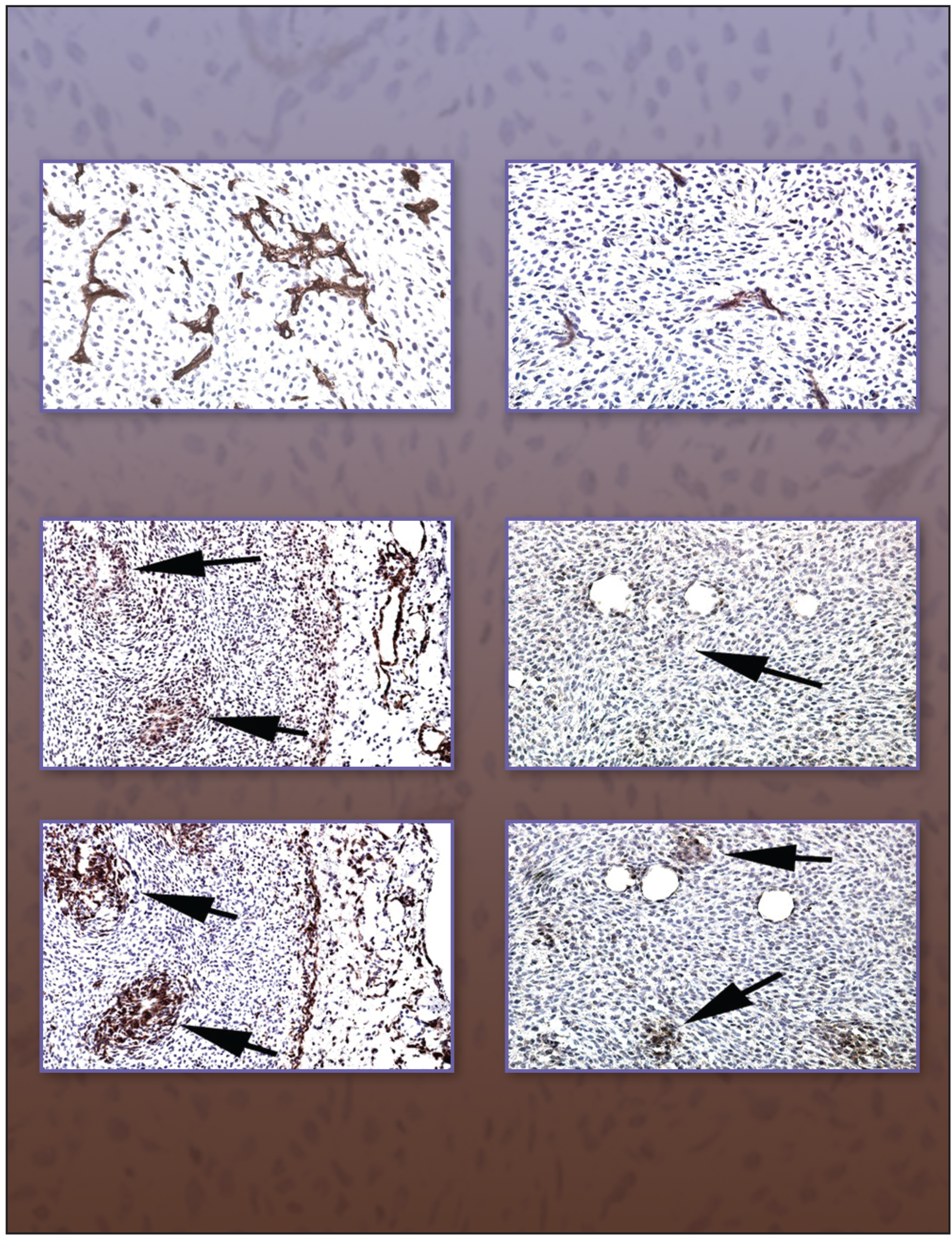 Issue cover image