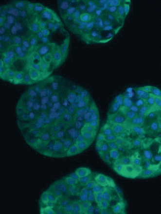 Issue cover image