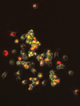 Issue cover image