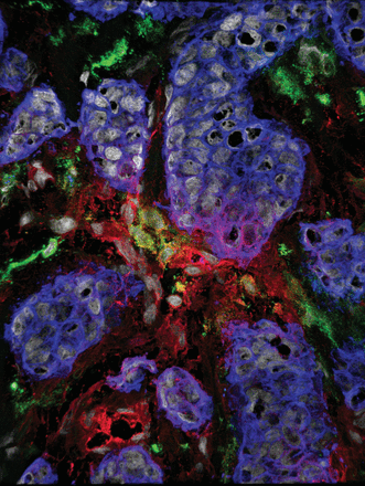 Issue cover image