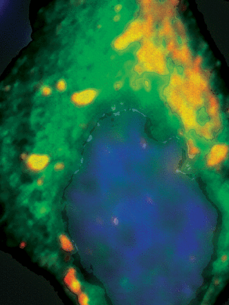 Issue cover image