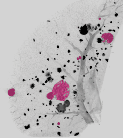 Issue cover image