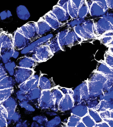 Issue cover image