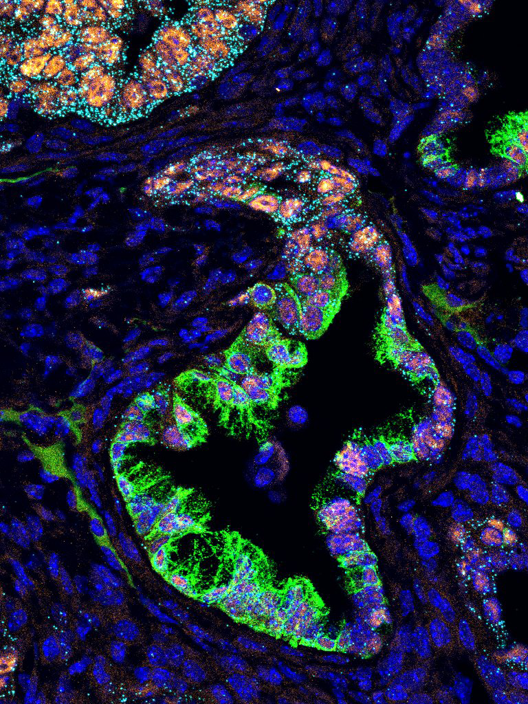 Issue cover image