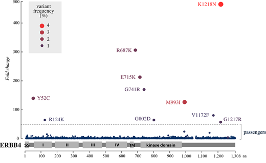 iSCREAM of ERBB4. Scatter plot demonstrates the enrichment of specific ERBB4 mutations in Ba/F3 cells engineered to express 7,396 different missense and nonsense mutations of ERBB4. The cells were cultured for 8 days in the presence of 10 ng/mL of the ERBB4 ligand NRG-1 in the absence of IL3. The x-axis shows the position of the mutated residue on the ERBB4 primary sequence. The y-axis indicates the observed fold change in the variant frequency of a mutation in the surviving cell pool when compared with the variant frequency of that mutation in the cDNA mutation library. The dashed horizontal line indicates a cutoff at 50-fold enrichment (q < 0.00001) for the mutation in the surviving cell pool as compared with the mutation library. The size of the dot as well as the intensity of its red color indicate the variant frequency of the mutation in the surviving cell pool. The gap in the x-axis (at residues 1046–1061) represents the 16 amino acids (aa) that are absent in the ERBB4 splice variant JM-a CYT-2 which was used for generating the mutation library.