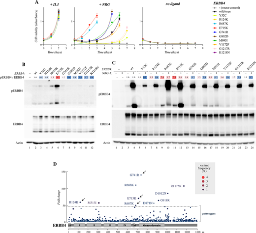 Validation of the screen in Ba/F3 cells. A, Ba/F3 cells expressing the indicated ERBB4 JM-a CYT-2 variants or vector control cells (−) were cultured in the presence or absence of IL3 or 10 ng/mL NRG-1. Cell viability was analyzed with the MTT assay. The mean and SD of quadruplicate analyses are shown. B, Western analysis of Ba/F3 cells expressing the indicated ERBB4 variants. The cells were cultured in the presence of IL3. wt, wild-type. Heatmap indicates fold changes in ERBB4 phosphorylation normalized to ERBB4 expression. C, Western analysis of Ba/F3 cells expressing the indicated ERBB4 variants. Cells were stimulated or not with 50 ng/mL NRG-1 in the absence of IL3 for 10 minutes. Heatmap indicates fold changes in ERBB4 phosphorylation normalized to ERBB4 expression. D, Scatter plot of an independent in vitro screen of activating ERBB4 mutations (iSCREAM) demonstrating the enrichment of specific mutations in Ba/F3 cells engineered to express 7,124 different missense and nonsense mutations of ERBB4. The cells were cultured for 10 days in the presence of 10 ng/mL NRG-1 but in the absence of IL3. The dashed horizontal line indicates a cutoff at 47-fold enrichment (q < 0.00001) for the mutation in the surviving cell pool as compared with the mutation library. Please see legend of Fig. 1 for the description of the axes and symbols. ERBB4 mutations were analyzed for ERBB4 phosphorylation in two to 10 independent experiments.