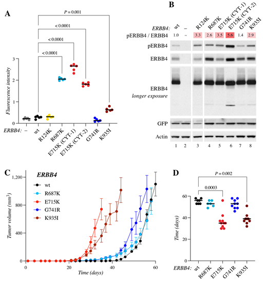 Activity of ERBB4 variants in promoting 3D and in vivo tumor growth. A, 3D growth of BEAS-2B cells expressing the indicated ERBB4 JM-a CYT-1 variants, or JM-a CYT-2 E715K, or vector control cells (−) in vitro. The cells were cultured in Matrigel for 7 days in a medium containing 2% FCS and 50 ng/mL NRG-1. Fluorescence was measured from quintuplicate samples on days 0 and 7. Statistically significant P values (P < 0.05) for pairwise comparisons between the wild-type and the other cell lines are shown (Brown-Forsythe and Welch ANOVA, Dunnett T3 multiple comparisons test). Dots represent the technical replicates, black horizontal lines denote medians. Data shown are representative of four independent experiments. B, Western analysis of BEAS-2B cells expressing the indicated ERBB4 JM-a CYT-1 variants or ERBB4 JM-a CYT-2 E715K. Cells were maintained in the presence of 10 ng/mL NRG-1. Heatmap indicates fold changes in ERBB4 phosphorylation normalized to ERBB4 expression. Data shown are representative of two independent experiments. C, Growth of subcutaneous mouse allografts of Ba/F3 cells expressing the indicated ERBB4 variants. D, Dot plot indicating the days for the Ba/F3 allograft tumors (shown in C) to reach a volume > 500 mm3. Dots represent individual tumors, black horizontal lines denote medians; tumors that did not reach 500 mm3 by day 60 were excluded. Statistically significant pairwise comparisons (P < 0.05) between the wild-type and the mutants are shown (Kruskal–Wallis test, Dunn multiple comparisons test). wt, wild-type.