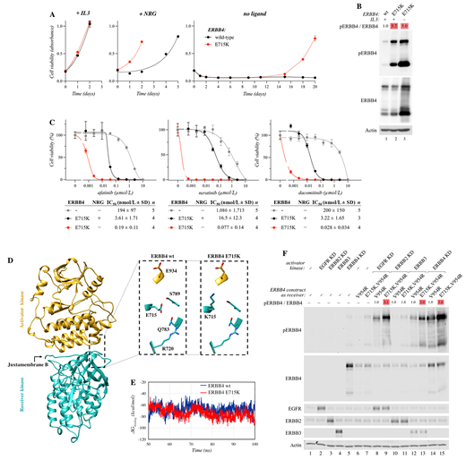 ERBB4 E715K. A, Ba/F3 cells expressing wild-type ERBB4 or ERBB4 E715K were cultured in the presence or absence of IL3 or 10 ng/mL NRG-1. Cell viability was analyzed with the MTT assay. The mean and SD of quadruplicate analyses are shown. B, Western analysis of Ba/F3 cells expressing wild-type (wt) ERBB4 or ERBB4 E715K maintained in the presence or absence of IL3. Heatmap indicates fold changes in ERBB4 phosphorylation normalized to ERBB4 expression. Data shown are representative of four independent experiments. C, Sensitivity of ligand-dependent and -independent Ba/F3 cell clones expressing ERBB4 E715K to the indicated tyrosine kinase inhibitors. Vector control cells (−) were cultured in the presence of IL3. Cell viability was measured with MTT assays. The mean and SD of quadruplicate analyses are shown for the dose–response curves. IC50 values for the drug responses were calculated from the indicated number of independent analyses (n) after fitting the dose–response curves with four-parameter log-logistic function (R; `drc' package). D, The ERRB4 activator (gold) and receiver (cyan) kinase domains with a focus on the location of E715 and E715K in the wild-type (wt) and mutant ERBB4 structures. E, Free energy of binding between the activator and receiver kinase domains of the wild-type (wt) and E715K-mutant ERBB4 structures during the simulations. F, Transactivation assay to address the activity of ERBB4 E715K as the receiver kinase (i) in heterodimers with wild-type or kinase-dead (KD) EGFR, ERBB2, ERBB3, or (ii) as a homodimer with kinase-dead ERBB4. In the assay, kinase-dead forms exclusively act as the activator kinases while wild-type ERBB3 is naturally kinase-dead. The ERBB4 E715K mutation was introduced into ERBB4 V954R mutant background because the V954R mutants can exclusively function as the receiver kinase. The assay was carried out in COS-7 cells transiently expressing the indicated constructs. Western analysis of ERBB4 phosphorylation was used as a readout for ERBB4 activation. Heatmap indicates fold changes in ERBB4 phosphorylation normalized to ERBB4 expression. Data shown are representative of four to six independent experiments.