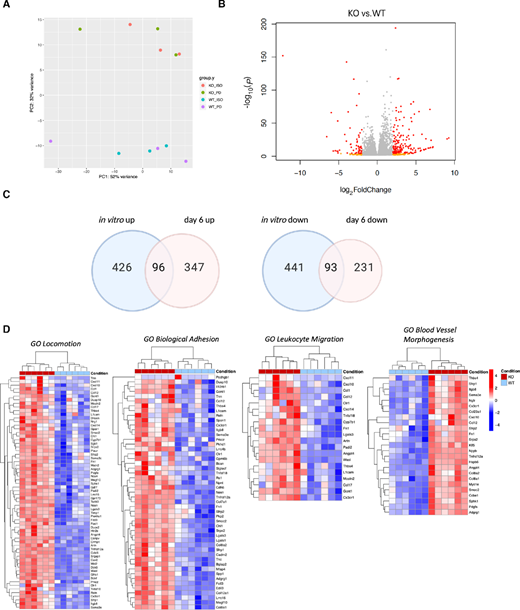 Transcriptomic characterization of early in vivo PAK4 KO tumors reveals major changes in the tumor microenvironment. A, PCA of 12 in vivo samples (6 B16 KO and 6 B16 WT CC). In this case, principal component 2 (PC2) is related to PAK4 expression and explains almost 32% of the variance of this cohort. B, Volcano plot derived from the differential gene expression analysis between B16 PAK4 KO and B16 WT CC tumors, regardless of anti-PD-1 treatment. In red, genes with log2FC > 1 or < −1 and P < 5e-05. In orange, genes with log2FC > 1 or < −1 and P < 0.05. In gray, genes that do not fall in any of the two previous categories. C, Venn diagram showing the overlap between DEG (q < 0.05 and log2FC >1 or <−1) in vitro and early in vivo samples. D, Heatmap (raw z-score) of four enriched GO signatures: locomotion, biological adhesion, leukocyte migration, and blood vessel morphogenesis, after GSEA with the DEG from comparing B16 KO versus B16 WT CC tumors. Again, samples are separated based on PAK4 expression (condition: B16 WT and B16 KO).