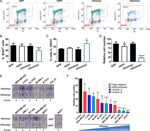 Expression of Omomyc in breast cancer cells alters their cell cycle and reduces proliferation. A, Representative density plots of MDA-MB-231-GFP untreated cells (−GFP) or treated with 0.6 μg/mL doxycycline (+GFP) and MDA-MB-231-Omomyc untreated cells (−Omomyc) or treated with 0.6 μg/mL doxycycline (+Omomyc) for 3 days measured by flow cytometry. BrdU-FITC: Bromodeoxyuridine-Fluorescein isothiocyanate. PI, propidium iodide. B, Percent of BrdU-positive MDA-MB-231 cells from A. Graph shows mean + SD; statistical significance was determined by two-tailed unpaired t test. C, Percent of G0–G1 MDA-MB-231 cells from A. Graph shows mean + SD; statistical significance was determined by two-tailed unpaired t test. D, Cell counts of MDA-MB-231-GFP and MDA-MB-231-Omomyc cells treated with doxycycline for 6 days. Graph shows mean + SD; statistical significance was determined by two-tailed unpaired t test. E, Representative images of wells stained with crystal violet after Omomyc expression in a panel of breast cancer cell lines. An example of a GFP-expressing cell line is also shown. Expression of Omomyc or GFP was induced by addition 0.6 μg/mL doxycycline in the culture media. F, Quantification of relative cell number after Omomyc expression compared with control cell without doxycycline. Graph shows mean + SD; statistical significance was determined by two-tailed Mann–Whitney test.