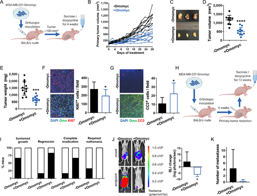 Omomyc expression reduces primary mammary tumor growth and causes regression of established metastases in a cell line–derived orthotopic model. A, Schematic representation of the mouse model used to assess primary tumor growth. Luciferase-expressing MDA-MB-231-Omomyc cells were inoculated into BALB/c nude females. When tumors reached 100 mm3, mice were treated with 5% sucrose (−Omomyc) or with 2 g/L doxycycline in 5% sucrose (+Omomyc) for 4 weeks. B, Tumor volume of sucrose- and doxycycline-treated tumors for 4 weeks. C, Image of three representative tumors from sucrose- and doxycycline-treated mice. D, Tumor volume at experimental endpoint. Graph shows mean ± SD; statistical significance was determined by two-tailed Mann–Whitney test. E,Ex vivo tumor weight at experimental endpoint. Graph shows mean ± SD; statistical significance was determined by two-tailed unpaired t test. F, Representative images of double immunofluorescence for Omomyc (Omo) and Ki67 in control and treated tumors with its quantification. Graph shows mean + SD; statistical significance was determined by two-tailed unpaired t test. G, Representative images of double immunofluorescence for Omomyc (Omo) and cleaved caspase-3 (CC3) in control and treated tumors with its quantification. Graph shows mean + SD; statistical significance was determined by two-tailed unpaired t test. H, Schematic representation of the mouse model used to assess metastatic growth. Luciferase-expressing MDA-MB-231-Omomyc cells were inoculated into BALB/c nude females. After 8–10 weeks, primary tumors were surgically resected and mice were treated with 5% sucrose (−Omomyc) or with 2 g/L doxycycline in 5% sucrose (+Omomyc) for 12 weeks. I, The percentage of mice from each treatment group showing sustained growth, regression, and eradication of metastasis, as well as the percentage of mice that required euthanasia due to excessive metastatic growth. J, IVIS-acquired images of a representative sucrose-treated and a doxycycline-treated mouse at treatment onset and endpoint, and quantification of BLI. Graph shows mean + SD (−Omomyc) and mean − SD (+Omomyc); statistical significance was determined by two-tailed unpaired t test. K, Number of organs with metastasis per mouse in each treatment group. Graph shows mean + SD; statistical significance was determined by two-tailed unpaired t test.