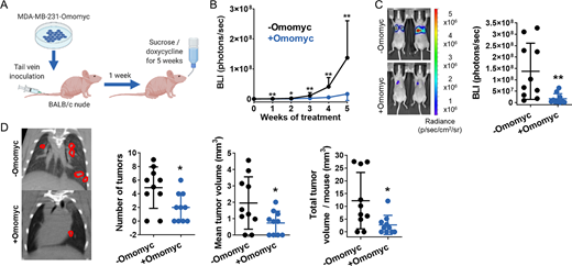 Omomyc expression reduces tumor appearance and growth in a cell line–derived model of lung colonization. A, Schematic representation of the mouse model. Luciferase-expressing MDA-MB-231 cells were inoculated through the lateral tail vein into BALB/c nude females. 1 week later, they were treated with 5% sucrose (−Omomyc) or with 2 g/L doxycycline in 5% sucrose (+Omomyc) for 5 weeks. B, Quantification of luciferase activity measured weekly by IVIS imaging as BLI intensity over the 5-week treatment. Graph shows mean + SD (−Omomyc) and mean − SD (+Omomyc); statistical significance was determined via two-tailed Mann–Whitney test. C, IVIS-acquired images of two representative sucrose-treated and doxycycline-treated mice and quantification of BLI intensity at experimental endpoint. Graph shows mean ± SD; statistical significance was determined via two-tailed Mann–Whitney test. D, Representative μCT images of the thoracic cavity of 3 mice treated with sucrose and 3 mice treated with doxycycline at experimental endpoint, with lung tumors circled in red (left), and quantification of the number of tumors, mean tumor volume and total tumor volume per mouse (right). Graphs show mean ± SD; statistical significance was determined via two-tailed unpaired t test (number of tumors and mean tumor volume) or via two-tailed Mann–Whitney test (total tumor volume per mouse).