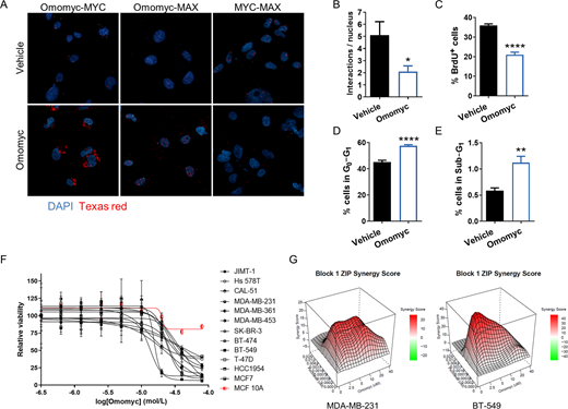 The Omomyc miniprotein binds to MYC and MAX, reduces the number of MYC–MAX interactions, has an impact on the cell cycle and reduces cell viability, alone and in combination with paclitaxel. A, isPLA of Omomyc-MYC, Omomyc-MAX, and MYC–MAX interactions after 24 hours of treatment with vehicle (DMSO) or 20 μmol/L Omomyc. Each red dot corresponds to an interaction. B, Number of MYC–MAX interactions from A. Graph shows mean + SD; statistical significance was determined via two-tailed unpaired t test. C–E, Percent of MDA-MB-231 cells positive for BrdU (C), in the sub-G1 phase of the cell cycle (D), or in the G0–G1 phase (E) after treatment with PBS (vehicle) or 20 μmol/L Omomyc for 3 days, measured by flow cytometry. Graphs show mean + SD; statistical significance was determined via two-tailed unpaired t test. F, Cell viability in a panel of human breast cancer cell lines and in the nontransformed mammary MCF 10A cells treated with increasing concentrations of Omomyc for 5 days. Graph shows mean ± SD. G, Graphical representations of the synergy score of MDA-MB-231 and BT-549 TNBC cells treated with increasing concentrations of paclitaxel and Omomyc, alone and in combination, for 5 days.