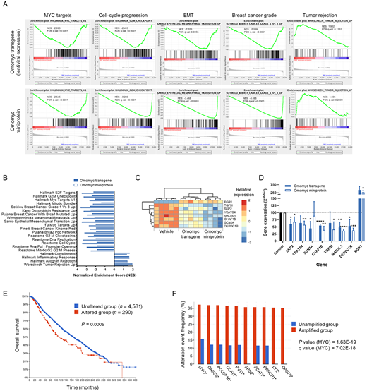 Lentiviral expression of an Omomyc construct (1 μg/mL doxycycline for 4 days) or treatment with the Omomyc miniprotein (20 μmol/L for 3 days) has a profound impact on MDA-MB-231 gene expression. A, Gene set enrichment analysis (GSEA) of selected cancer-related gene sets in MDA-MB-231-Omomyc cells that are significantly regulated by both conditions. Normalized Enrichment score (NES) and FDR q value (q-val) are shown. PBS, vehicle; DOX, Omomyc transgene; CPP, Omomyc miniprotein. B, NES of a selection of gene sets implicated in several hallmarks of breast cancer, that are significantly regulated by both conditions. The cutoff FDR q-val was set at 0.25. C, Relative expression by microarray analysis of a selection of genes significantly regulated by both conditions. D, Quantification of the mRNA expression by qRT-PCR from genes shown in C under the same treatment conditions. Graph shows mean + SD; statistical significance was determined via two-tailed unpaired t test. E, Kaplan–Meier overall survival plot of patients with breast cancer harboring genomic alterations in at least 1 out of the 7 genes downregulated by Omomyc shown in C (TGFBI, SKP2, YEATS4, MAD2L1, CHAF1B, SCN5A, and DEPDC1B). Source: cBioPortal. F, Top 10 altered genes of patients with breast cancer harboring genomic amplifications in at least 1 of the 7 genes downregulated by Omomyc shown in C (TGFBI, SKP2, YEATS4, MAD2L1, CHAF1B, SCN5A, and DEPDC1B). Source: cBioPortal.