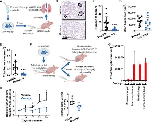 Pretreatment of MDA-MB-231 cells with the Omomyc miniprotein in vitro prevents subsequent lung colonization in vivo. Intravenous administration of Omomyc in vivo reaches mammary tumors and tumor-bearing lungs and reduces mammary tumor growth. A, Schematic representation of the lung colonization prevention experiment. Luciferase-expressing MDA-MB-231 cells were pretreated with 20 μmol/L Omomyc or vehicle for 3 days and inoculated through the lateral tail vein of BALB/c nude females. 3.5 weeks later, lung colonization was assessed. B, Representative images of hematoxylin and eosin (H&E)-stained lung sections from mice inoculated with vehicle- or Omomyc-treated cells as described in A. C, Quantification of the number of tumors present in the lungs of mice inoculated with vehicle- or Omomyc-treated cells from A. Graph shows mean ± SD; statistical significance was determined via two-tailed unpaired t test. D, Quantification of the mean tumor area of tumors present in the lungs of mice inoculated with vehicle- or Omomyc-treated cells from A. Graph shows mean ± SD; statistical significance was determined via two-tailed unpaired t test. E, Quantification of the total tumor area in the lungs of mice inoculated with vehicle- or Omomyc-treated cells from A. Graph shows mean ± SD; statistical significance was determined via two-tailed unpaired t test. F, Schematic representation of the biodistribution and efficacy experiment. Luciferase-expressing MDA-MB-231 cells were inoculated orthotopically or through the lateral tail vein of BALB/c nude females. Seven weeks later, mice received a single intravenous injection of vehicle or 50 mg/kg Omomyc-BDP-650/665. Mice bearing orthotopic tumors were also treated twice a week for 4 weeks with vehicle or 50 mg/kg Omomyc. G, Quantification of total fluorescence per organ in the mammary fat pad, mammary tumor, healthy lungs, or tumor-bearing lungs of mice treated with vehicle or with 50 mg/kg Omomyc-BDP-650/665, 1 hour after intravenous administration. Graph shows mean + SD. H, Relative tumor volume calculated from caliper measurements in mice bearing mammary tumors treated twice a week for 4 weeks with vehicle or with 50 mg/kg Omomyc. Graph shows mean + SD (vehicle) and mean − SD (Omomyc); statistical significance was determined via two-tailed unpaired t test. I, Relative tumor volume obtained by CT scans of the same mice in H. Graph shows mean ± SD; statistical significance was determined via two-tailed unpaired t test.