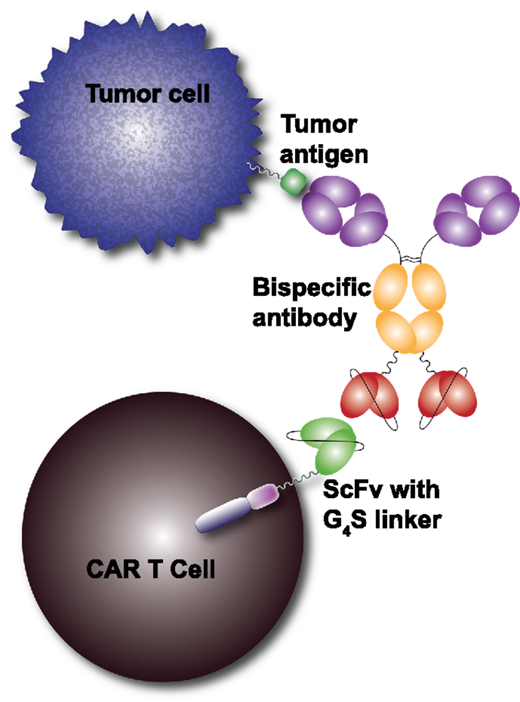 Schematic illustration of the universal CAR T-cell platform. The extracellular portion of the designed CAR construct contains an exposed (G4S)4 linker sequence joining the VH and VL regions of the TAA targeting ScFv. The (G4S)4-containing CAR molecules can act as a functional epitope and be recognized by anti-G4S binding antibody. Using a bispecific antibody, tumor cells expressing a TAA can be targeted via the adapter bispecific. This bispecific adapter molecule then redirects CAR T cells to a new tumor cell target and consequently activate CAR T cells to further engage tumor cells.