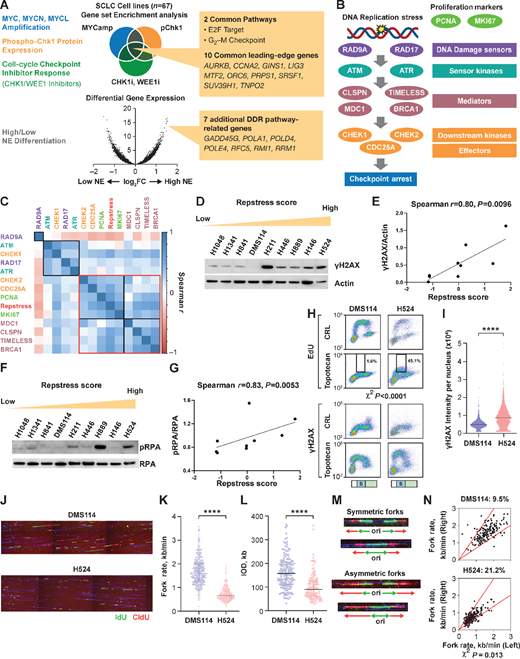 Generation and in vitro functional validation of a repstress gene signature in SCLC cell lines. A, Schematic representation of the repstress gene signature derivation, which is based on four key characteristics associated with replication stress: (i) amplification of MYC paralogs; (ii) expression of p-Chk1; (iii) sensitivity with CHK1 and WEE1 inhibitors; and (iv) NE. B, Schematic representation highlighting key components of the replication stress response pathway The DNA damage sensors recruit kinases ATM and ATR that in turn phosphorylate mediators such as MDC1 and BRCA1 which sustain the DDR signaling. DDR signaling then engages downstream kinases CHK1 and CHK2 and eventually activates downstream effectors such as CDC25A phosphatases triggering transient cell-cycle arrest. C, Pairwise correlations between expression of DDR genes, proliferation markers PCNA and MKI67, and repstress score in 67 SCLC cell lines. Colors of gene name labels denote replication stress response functions indicated in B. Genes are clustered by Euclidean distance, using the complete-linkage clustering method, indicated with squares with black and red lines. Western blot analysis (D) and correlations (E) of γH2AX signal with repstress score in SCLC cell lines. SCLC cell lines are ordered from low to high repstress score (range: −1.2 to 1.8) from left to right in D. Western blot analysis (F) and correlations (G) of pRPA signal with repstress score in SCLC cell lines. SCLC cell lines are ordered from low to high repstress score (range: −1.2 to 1.8) from left to right in F. H and I, S-phase arrest and induction of γH2AX by exogenous replication stress by topotecan treatment in S-phase SCLC cell lines. EdU incorporation (top) and γH2AX induction (bottom) in SCLC cell lines with low (DMS114) and high repstress score (H524) are shown in H. Cell-cycle effects are defined by propidium iodide staining (Supplementary Fig. S5) and G1, S, G2–M phases are indicated on the bottom of the panels with light green, light blue with the letter of S, and light orange bars, respectively. Black squares indicate proportion of EdU incorporating S-phase cells, gated by cutoff of EdU signal intensity >1.0 × 103. A comparison of quantified γH2AX signal intensity per nucleus with topotecan treatment in S-phase cells is shown in I. ****, P < 0.0001 by unpaired Student t test. J–L, DNA combing analysis of SCLC cell lines with low (DMS114) and high (H524) repstress scores. Representative images (J) and quantifications of replication fork speed (K) and interorigin distance (L) are shown. Green and red lines in J indicate IdU and CIdU, respectively. ****, P < 0.0001 by Mann–Whitney U test. Representative images (M) and quantification (N) of fork asymmetry in DNA combing analysis of SCLC cell lines with low (DMS114) and high (H524) repstress score Fork asymmetry was defined by >30% difference of fork speed between one direction with the other as described previously (25), indicating with a redline in N. The proportions of DNAs with fork asymmetry in each cell line were indicated on top of N. MYCamp, MYC amplification; WEEi1, WEE1 inhibitor; CHK1i, CHK1 inhibitor; p-Chk1, phosphorylated Chk1; Cont, control; PI, propidium iodide;  CIdU, chlorodeoxyuridine; kb, kilobase; IOD, interorigin distance; ori, origin.